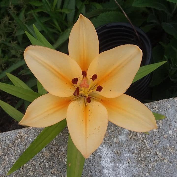 Close-up of a vibrant yellow lily flower with orange accents and dark brown stamens, surrounded by green leaves and a stone surface.