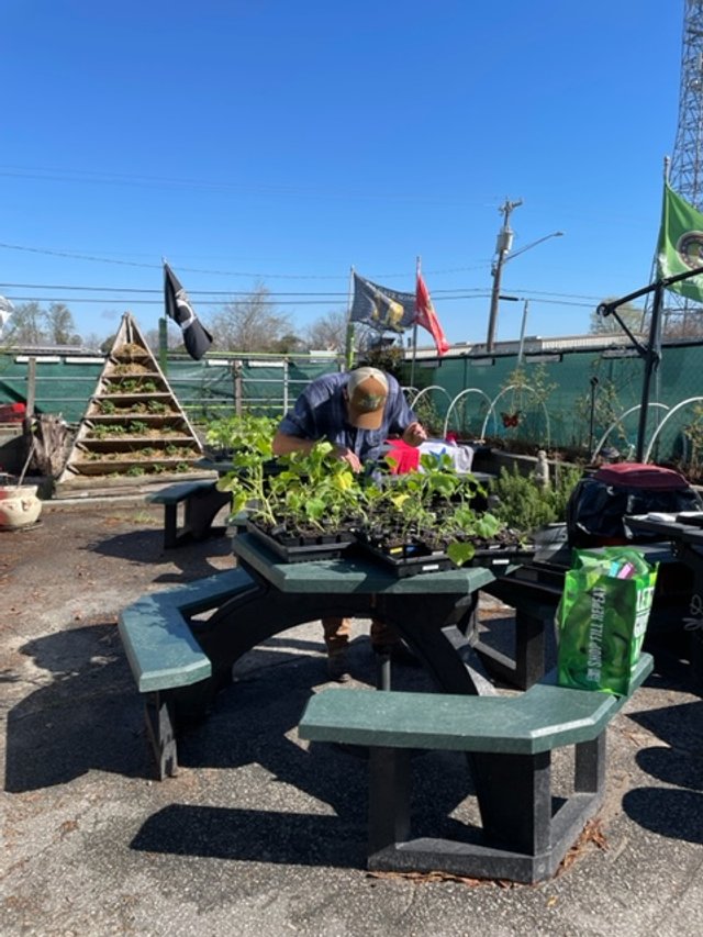 Person tending to seedlings on a picnic table in a community garden, surrounded by flags and greenery under a clear blue sky.