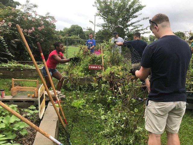 Community volunteers working together in a vegetable garden, removing weeds and debris around tomato plants, showcasing teamwork in urban gardening efforts.